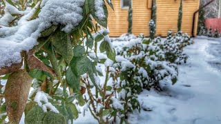 Хвойные под снегом в ноябре🌲❄️Обзор сада❄️