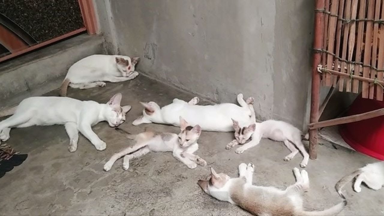 Lazy Cats & Adopted Kittens Bonding | Cute Grooming & Relaxing ASMR Moments 🐾