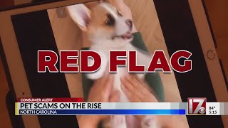 Pet scams on the rise