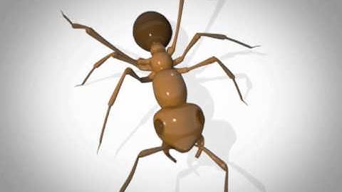 Ant Walk Cycle