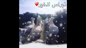 حالات واتساب اسلاميه sy💚 سورة العاديات 🍃♥
