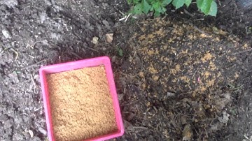 Hyper composting using Growvana imo3 mixed with bokashi effective microbes beneficial bacteria