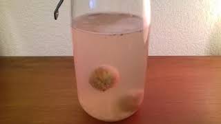 Timelapse F1 Kéfir de fruit
