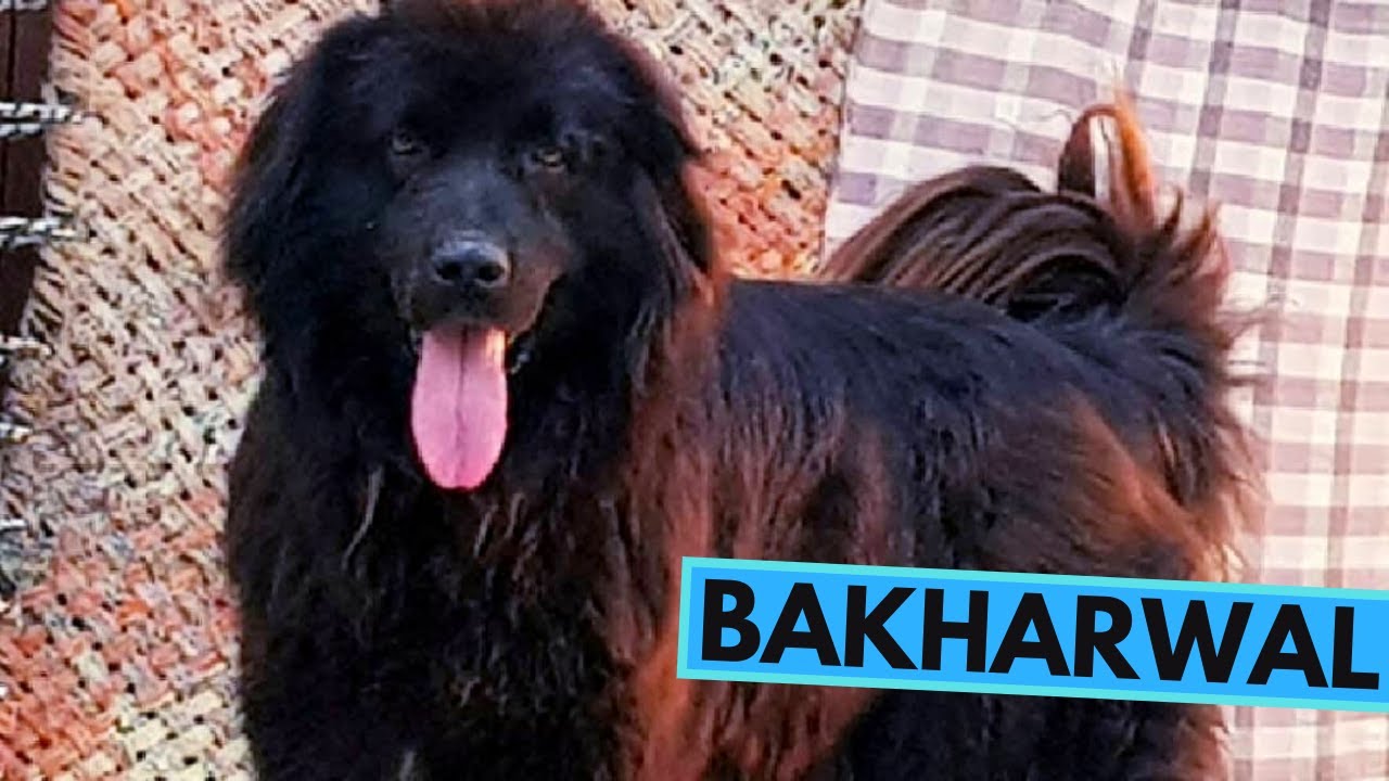 How Much Do Bakharwal Dog Puppies Cost