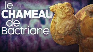 Le chameau de Bactriane : une découverte improbable !