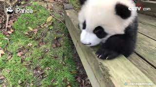 Des bébés pandas qui se plaisent à faire du toboggan|CCTV Français