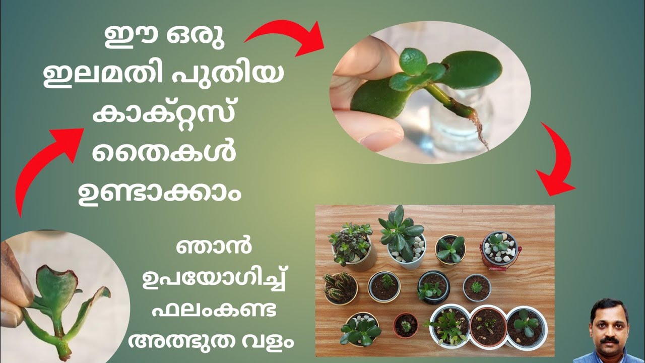 How to propagate cactus plants in water /A Special Potting Method