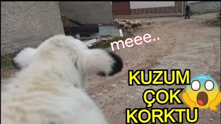 ARKADA KALINCA BAĞIRAN KUZU ! KUZU SESİ LAMB VOİCE KUZU VİDEOLARI