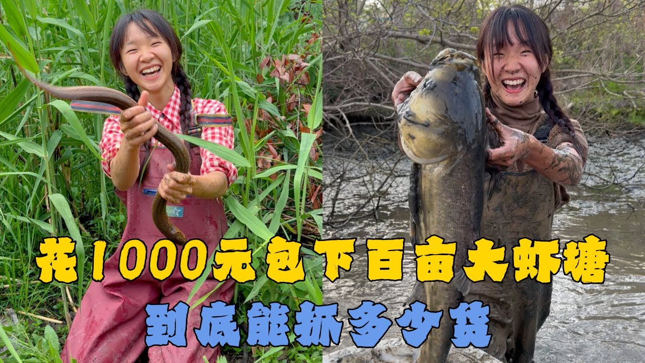 幺妹花1000元包下百亩大虾塘，到底能抓多少货能否成功上岸？