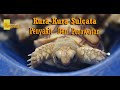 Penyakit Yang Biasa Menyerang Kura-Kura Sulcata Dan Perawatannya || KURA SULCATA