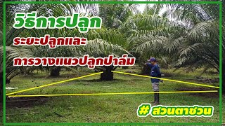 🌿ปลูกระยะห่างเท่าไรดี? การวางแนวปลูกทำยังไง? คนปลูกปาล์มน้ำมันควรรู้ #สวนตาชวน #palm  oil