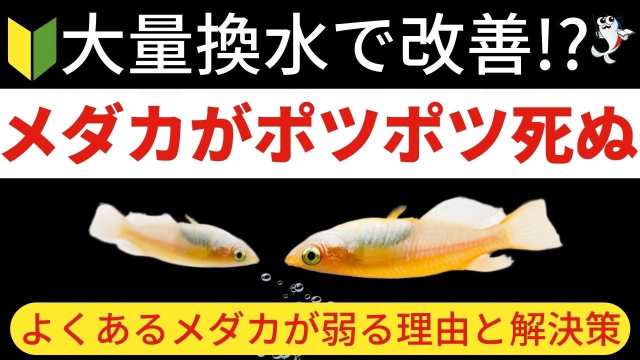 メダカ の 死因