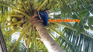 Vua Khỉ Miền Tây cưa hạ cây Dừa rất nhiều trái , nằm nghiêng vào mái nhà . Cutting coconut tree .