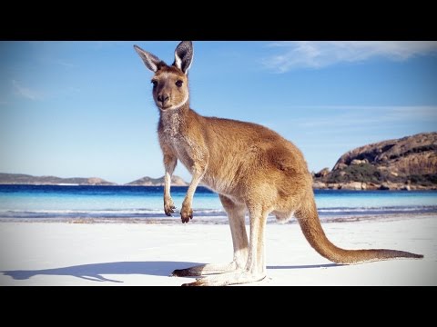 Kangaroos 😜 Funny Kangaroos Playing [Funny Pets]