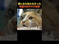 【奇跡の実話】飼い主も知らなかった…母猫が隠し続けた“家族の秘密”と献身の愛。