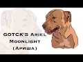 GOTCK&#39;S Ariel Moonlight (American pit bull Terrier)