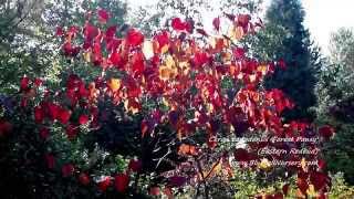 Cercis canadensis 'Forest Pansy' video