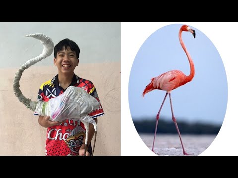 วีดีโอ: วิธีตัดแต่งนกฟลามิงโกสีชมพู