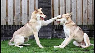 Malice  Saarloos Wolfdog