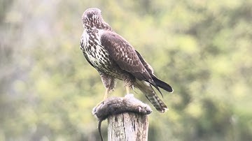 Lijkenpikkers in de natuur - Buizerd - Buteo buteo - Sint-Denijs - 15.12.2025