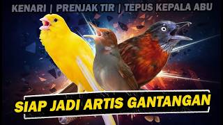 SIAP JADI ARTIS GANTANGAN, MASTERAN KASARAN PRENJAK TIR KENARI TEPUS KEPALA ABU