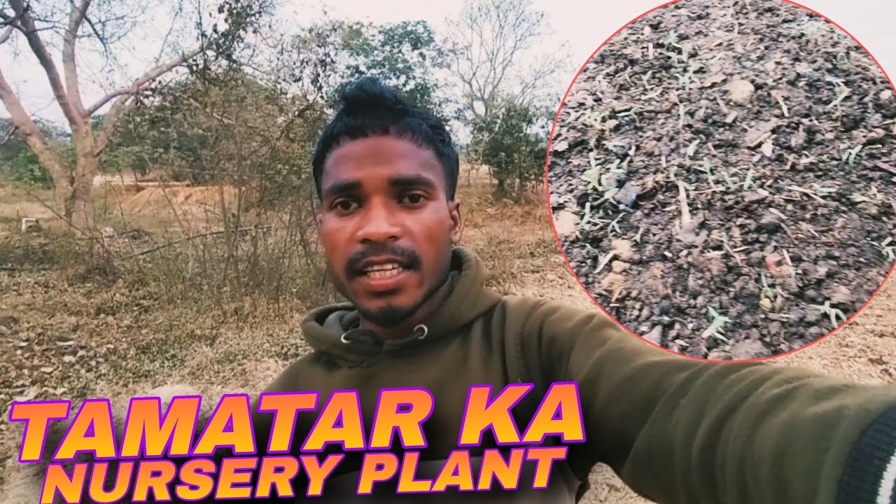 Tamatar Ka Nursery Plant Chota Hai 🌱 🙂