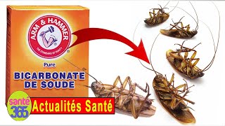 Comment se débarrasser des cafards avec du bicarbonate de soude