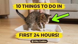 🐱 First 24 Hours With a New Kitten: Everything You Need to Know! (New Owner Guide)