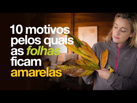 Vídeo: Por Que As Folhas De Spathiphyllum Ficam Amarelas?