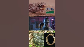 What % of Ouroboroses Finish Dinner? Get Ready for Swimsuit Season! #Shorts