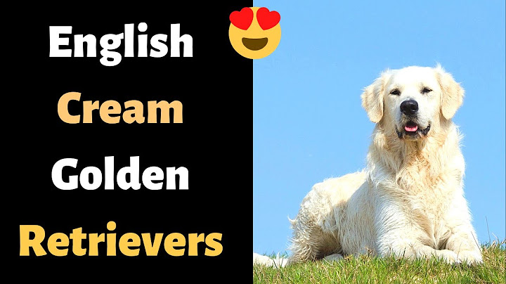 How long do english cream golden retrievers live