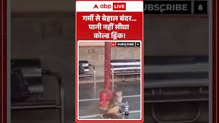 Viral Video : गर्मी से बेहाल बंदर पानी नहीं सीधा कोल्ड ड्रिंक! #heatwave #summer #shorts Wealth