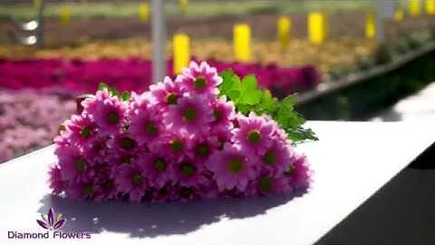 Furora Nova sorteermachine