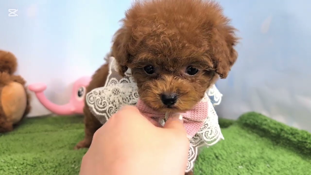 トイプードル - 大阪・兵庫のペットショップ｜犬猫・トリミングなら