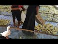 একদিনের ডিম ফুটে বাচ্চা | Modern High-Tech Duck Farming Modern Technology | Ko Bangla