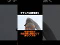 ダチョウの名誉を回復したい！part1