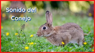 SONIDO del CONEJO (10 Minutos) 🐇🎶🔊 by Relax Your Mind 9,306 views 2 years ago 10 minutes, 10 seconds