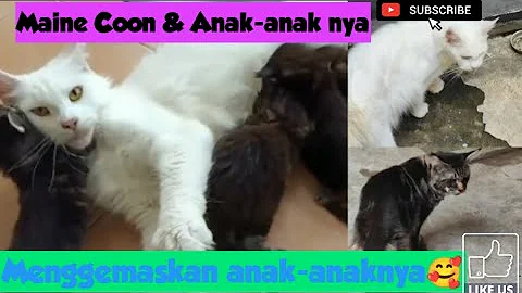 Video 11819871: mains coon cat mainecoon, mainecoon catlover kucing, mainecoon cats cute catlover