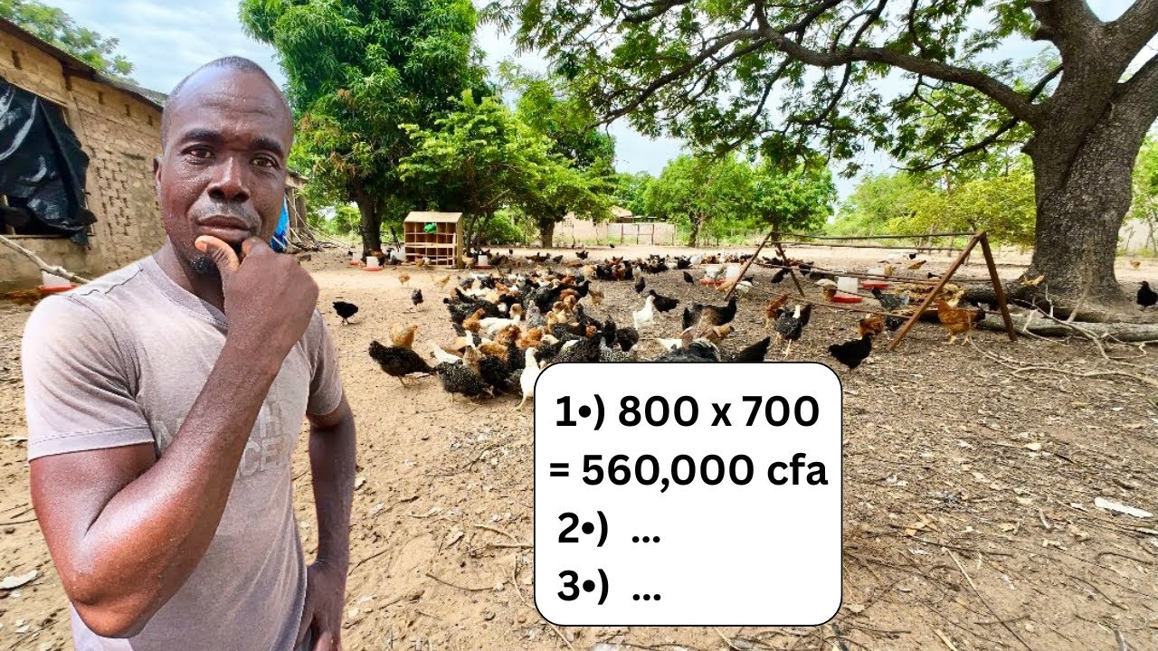 L’Élevage Rentable des Poules Locales Améliorées Kuroler – Cas Concrets Pour Vous..