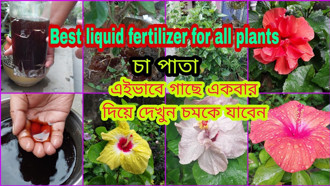 Best liquid fertilizer for all plant। গাছে এইভাবে চা দিয়ে দেখুন চমকে যাবেন। Tea leaves