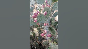 Cây Rừng Độc Lạ Hiếm Có Khó Tìm Trên Sa Mạc Cát l Sinh Tồn Tây Nguyên.