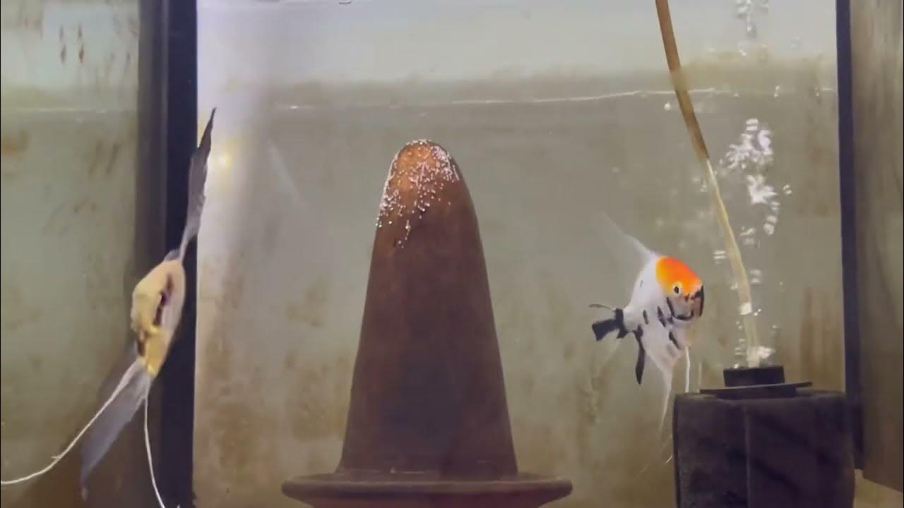 Cria de pez angel escalar / macho koi/ YouTube