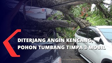 Diterjang Angin Kencang, Pohon Tumbang Timpa 3 Mobil
