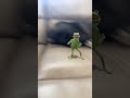 Kermit, dancing by my puppy