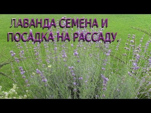 Video: Lavender Aromatike