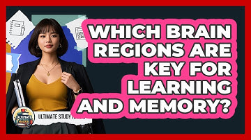 Which Brain Regions Are Key For Learning And Memory? - Ultimate Study Hacks