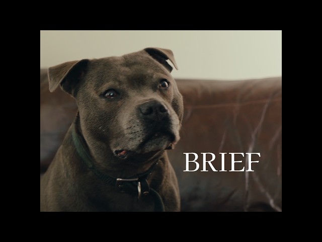 BRIEF