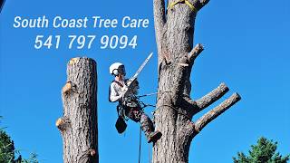 Professional Tree Removal & Care in Brookings OR | South Coast Tree Care