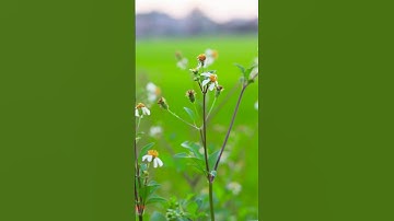 Tuổi Thơ Ai Chẳng Từng Tin, Chuồn Chuồn Cắn Rốn Là Sẽ Biết Bơi #bienvivu