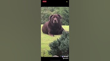Thumbnail of DAM BOI HE THICC